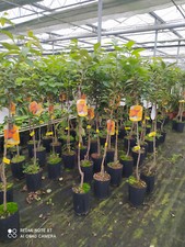 Kakibaum Kaki Rojo brilliante