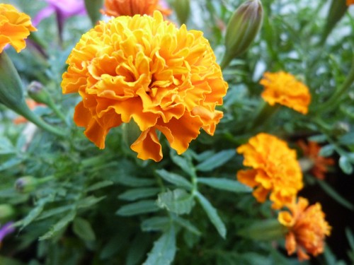 Tagetes samen studentenblume - samen, *studentenblume