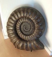 Riesen ammonit arietites - riesen-ammonit,,