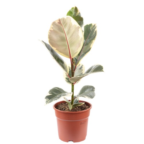 Gummibaum ficus elastica - gummibaum,