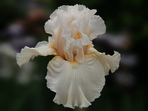 Schwertlilie iris brid s - schwertlilie, /