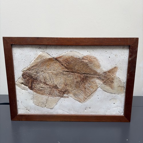 Großes zoll phareodus - großes,