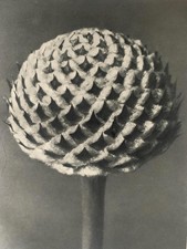 1929 Karl Blossfeldt Druck -