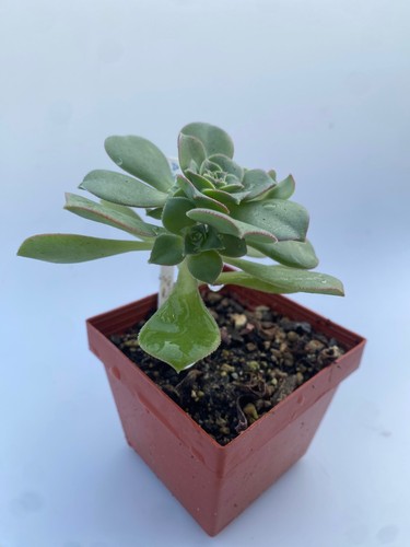 Aeonium haworthii kanarisches - aeonium,