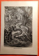 Riesenschlange ANAKONDA Anakondaschlange  Eunectes murinus  Holzstich um 1900