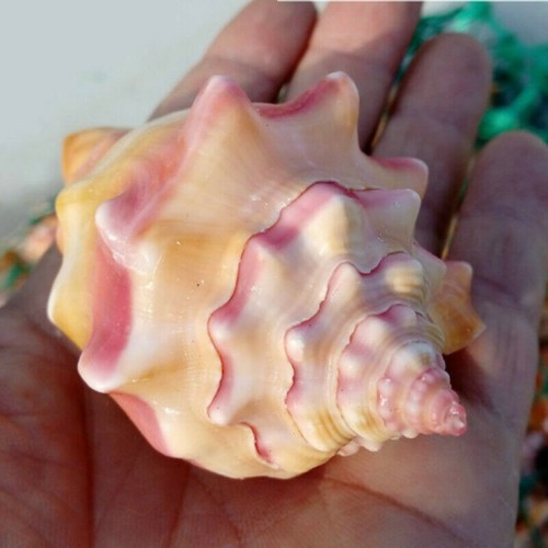 Natürlich rosa shell - natürlich,