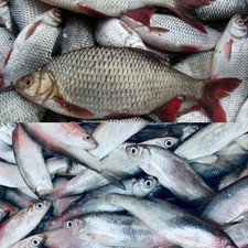 Köderfische Süßwasserfische gefroren Köfi Zander Hecht oder Wels Deadbait Köder