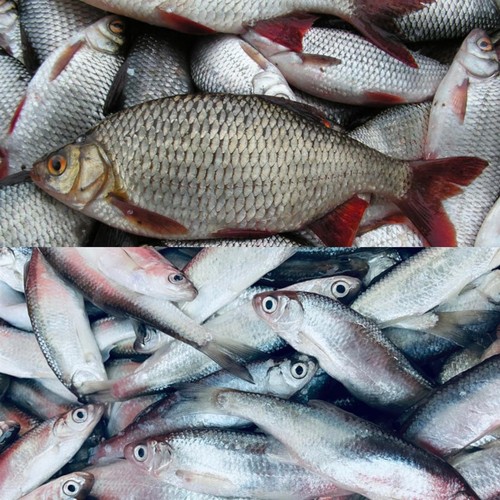 Köderfische süßwasserfische - köderfische,