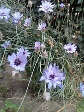 Blaue Rasselblume Steingarten Saatgut Biologisch erzeugt Schnittblume