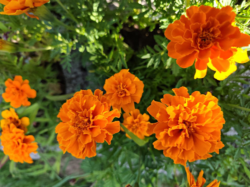 Studentenblume - , (tagetes)