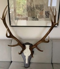 Spektakuläre Jagdtrophäe aus