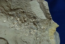 Holocrinus dubius aus dem