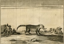 Antike drucke coatis - drucke,