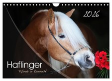 Haflinger-Pferde in Reinzucht