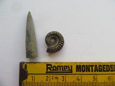 Fossilien, Ammonit und Belemnit Le Clapier Frankreich