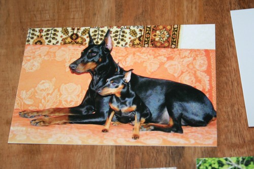 Hunde postkarte von poster xxl - hunde,