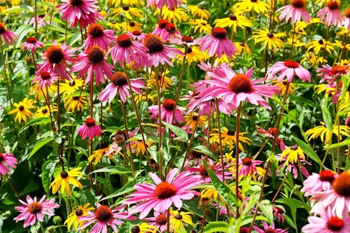 Purpur sonnenhut echinacea - –,