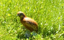 VOLKSTEDT Schwarzburger