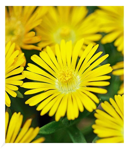 Winterharte eisblume golden - winterharte, "golden
