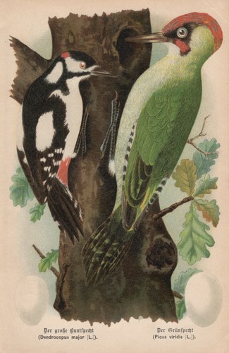 Grünspecht picus viridis - picus,