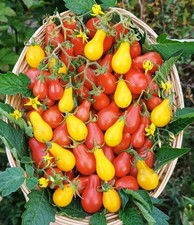 Birnentomaten Rot & Gelb