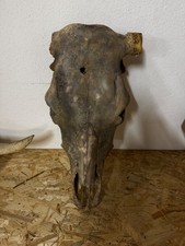 Tierschädel Rinder Kopf Kuh