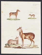 Moschustier musk deer Hirsch
