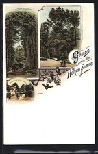 Lithographie Hohe Sonne, Gasthof zur Hohen Sonne, Durchblick zur Wartburg 