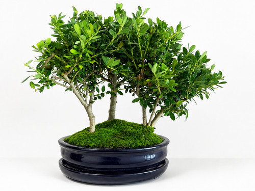 Bonsai ilex crenata jahre - ilex, 10