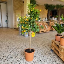Zwergorange Kumquat "Fortunella Margarita" 130-140cm hoch inkl Topf Stämmchen
