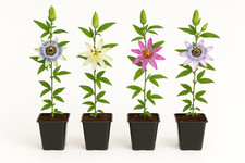 Exotenherz Kletterpflanzen Passionsblume Passiflora Rainbow 4er Set 11cm Topf