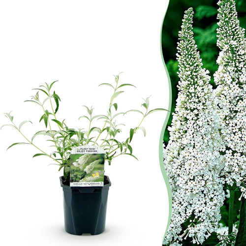 Schmetterlingsflieder buddleja - schmetterlingsflieder,