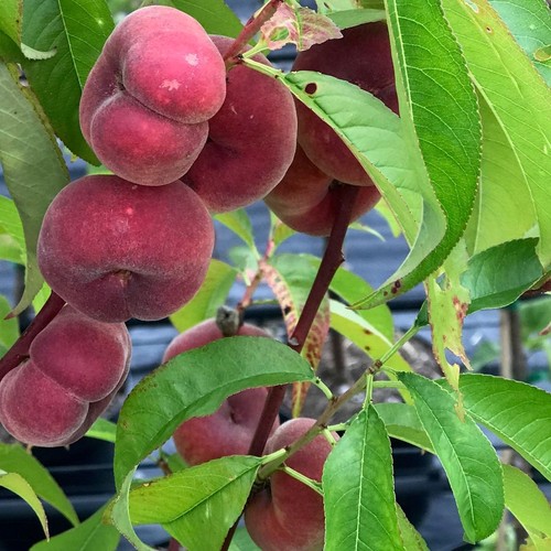 Pfirsichbaum plattpfirsich - pfirsichbaum,