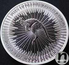 KÄNGURU - Australien 2023 - 1