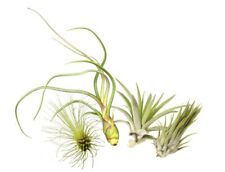 Tillandsien 4er-Mix, Tillandsia, Bromeliengewächs