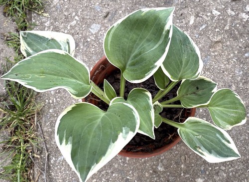 Hosta country mouse - hosta,