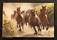 Pferdepostkarte, AK Pferde