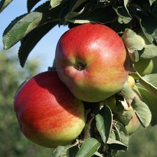 Säulenapfel 1a-plant Finn (S)