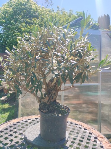 Bonsai olea europaea shari - bonsai,