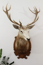 Hirsch Rothirsch Präparat