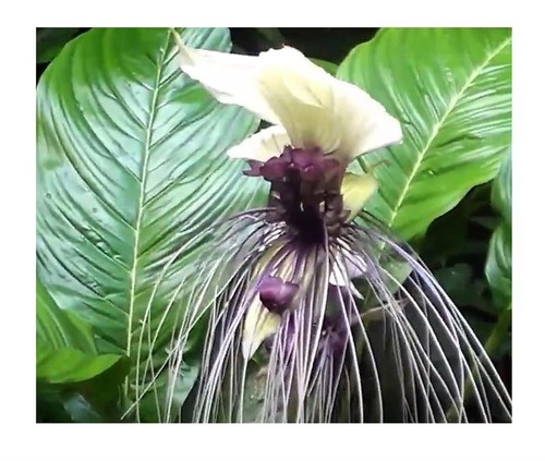 Tacca integrifolia violett - 6x,