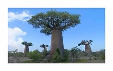 3x Adansonia madagascariensis
