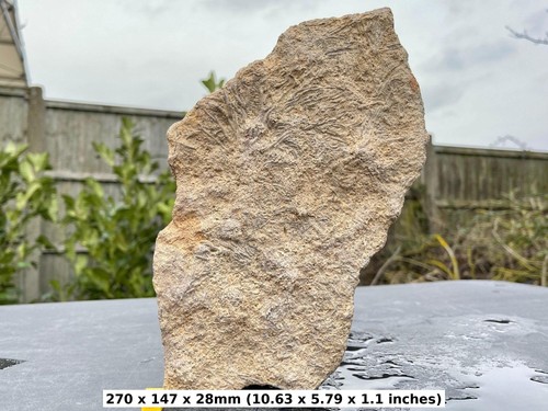 Balanocrinus crinoid fossil - balanocrinus,