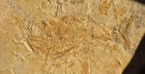 Fossilien solnhofen schöner - solnhofen,