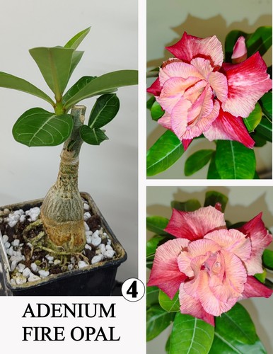 Adenium fire opal - fire, n4