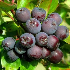 Vogelbeere / Eberesche BURKA