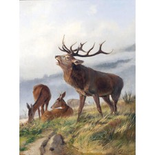 Deiker Brüllender Hirsch