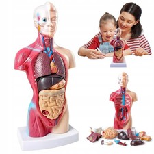 Anatomie Anatomisches Körper