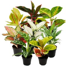 Aglaonema Buntblättriger