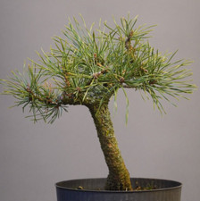 PM-02402, Pinus mugo